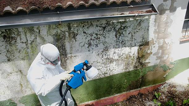 Top rated local Mold Remediation specialists in Fairhope, PA